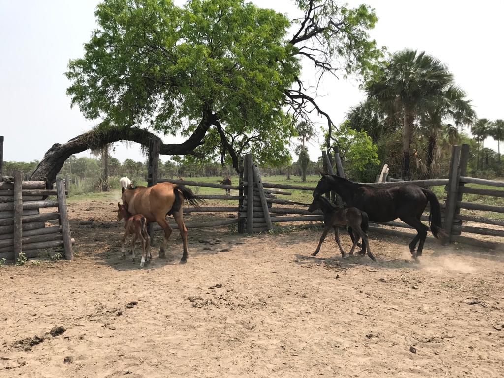 6555 ha Estancia en Toro Pampa