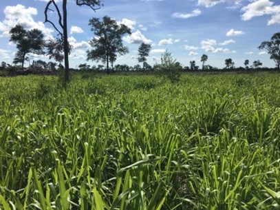 Estancia de 18.485 ha en Agua dulce, Bahía Negra, Alto Paraguay