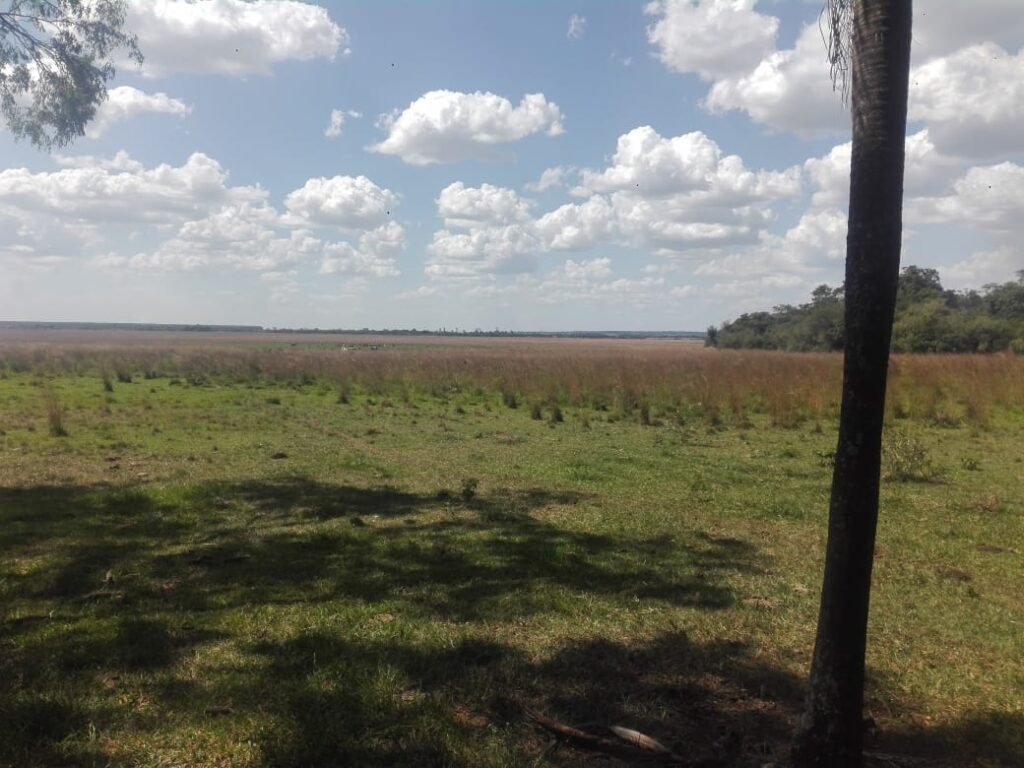 229 ha en Coronel Bogado