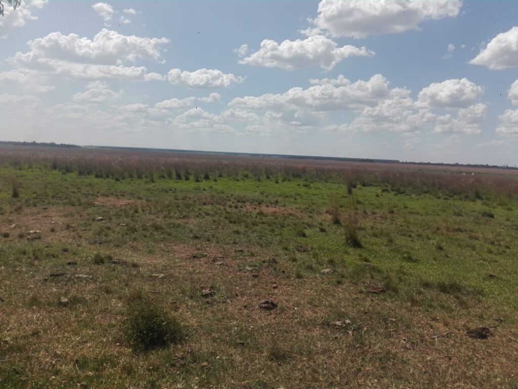 229 ha en Coronel Bogado