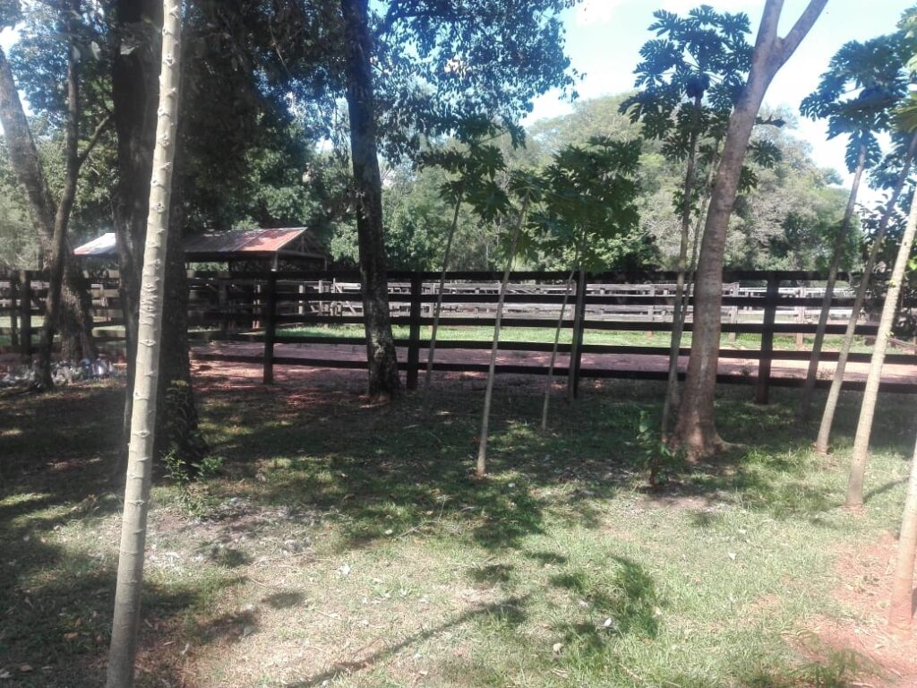 229 ha en Coronel Bogado