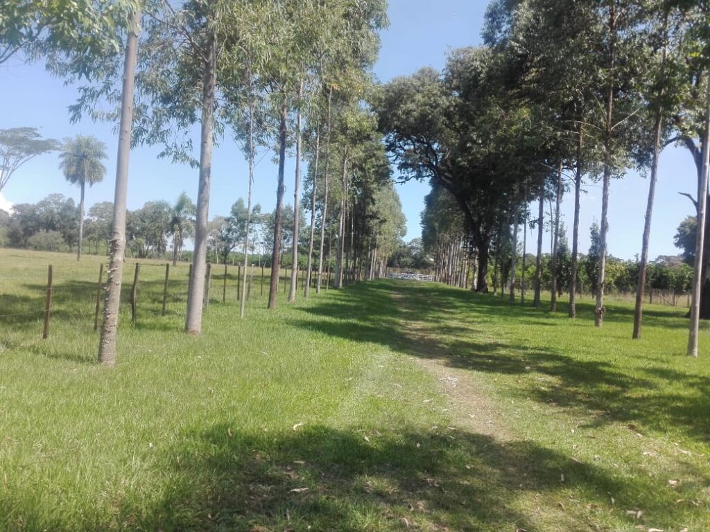 229 ha en Coronel Bogado