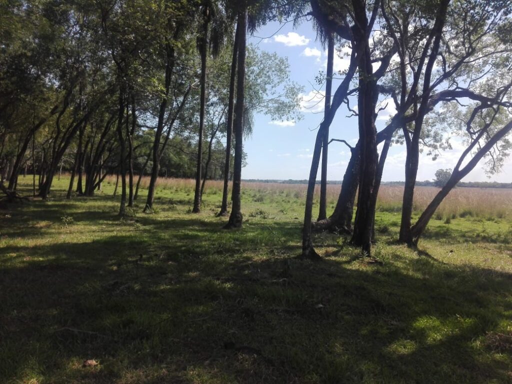 229 ha en Coronel Bogado