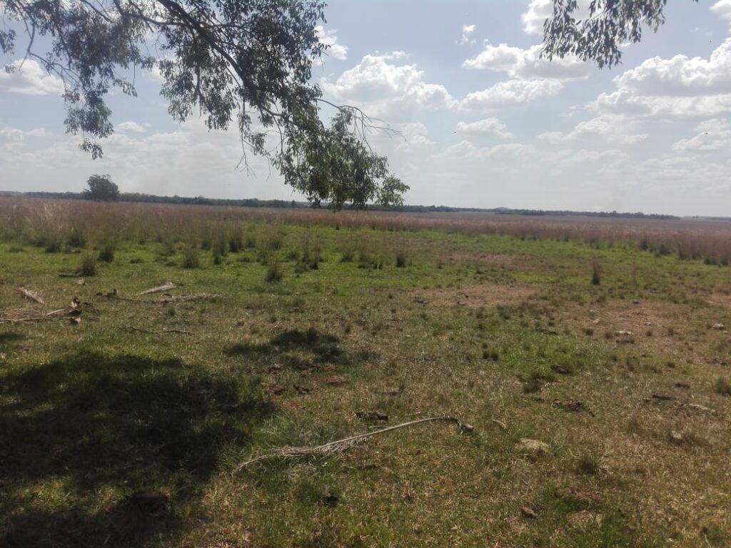 229 ha en Coronel Bogado