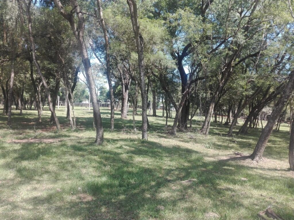 229 ha en Coronel Bogado