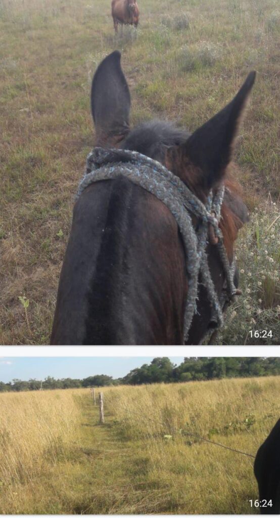 Venta Campo o estancia 565 ha 565 ha Estancia en Arasapé, San Miguel