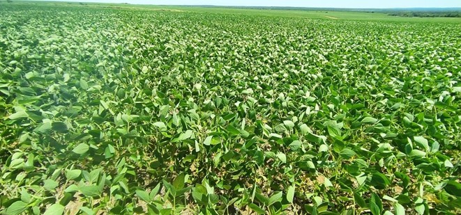 10019 ha Establecimiento agropecuario en Caaguazú