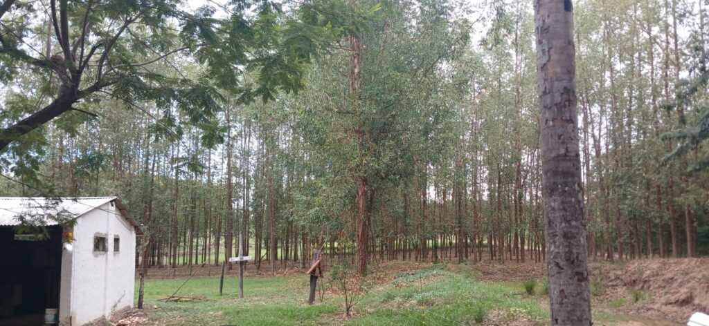 Inmueble rural 1.100.136 ha Estanzuela