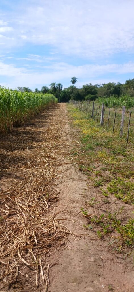 Inmueble rural 1.100.136 ha Estanzuela