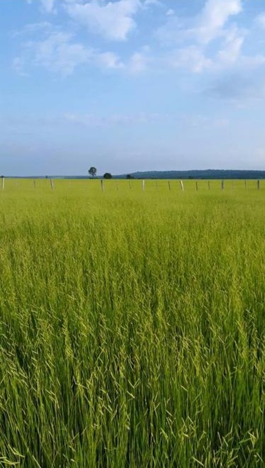 11300 ha Estancia Azote´y – Concepción