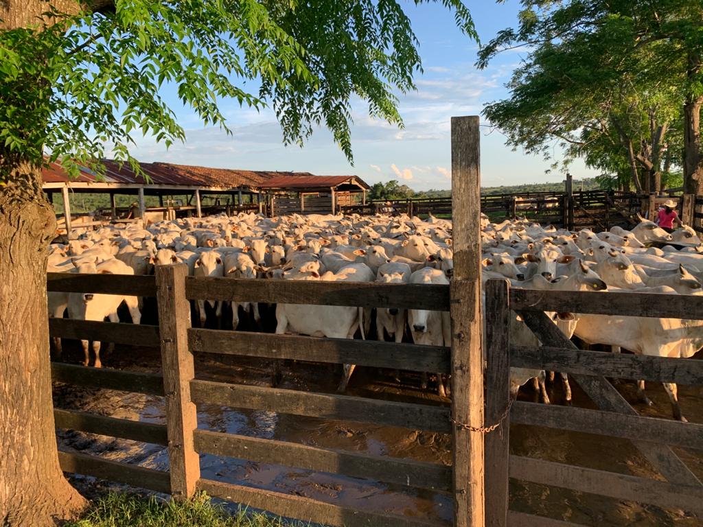 11300 ha Estancia Azote´y – Concepción
