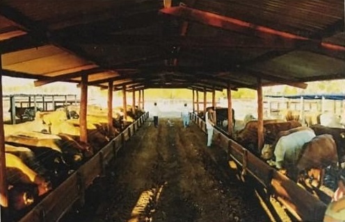 11400 ha en Pozo Colorado