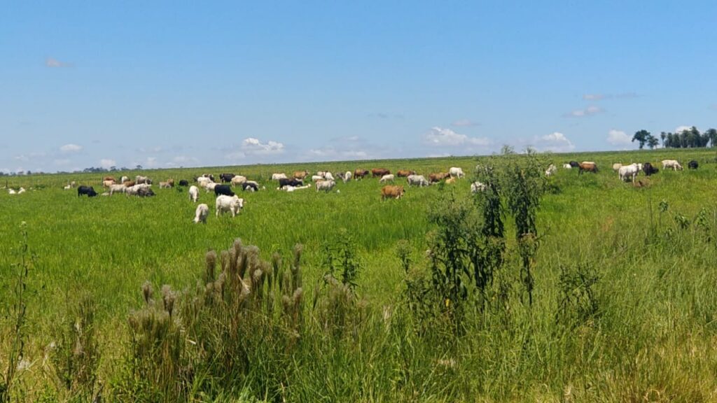 1200 ha Santaní