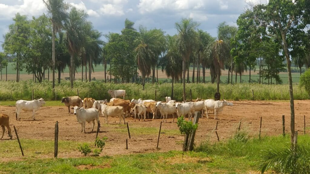 1200 ha Santaní