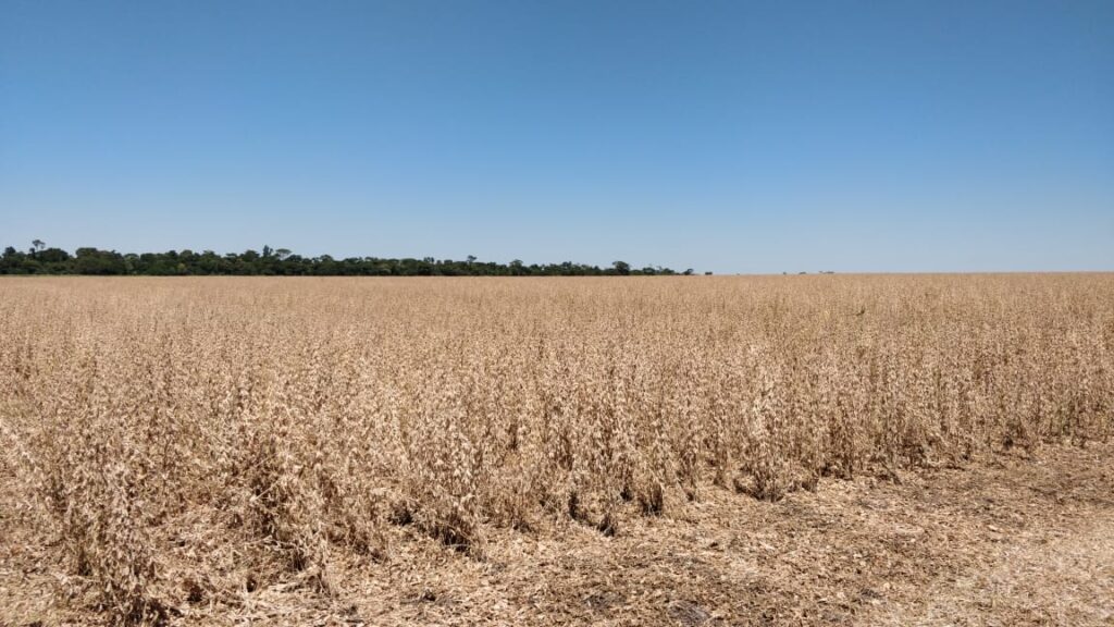 1200 ha Santaní