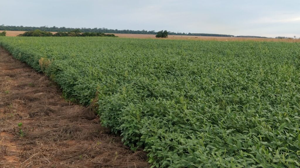 1200 ha Santaní