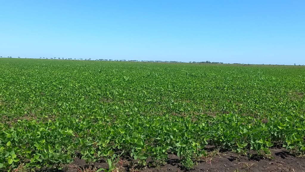 1220 ha Arrozal en Caazapá