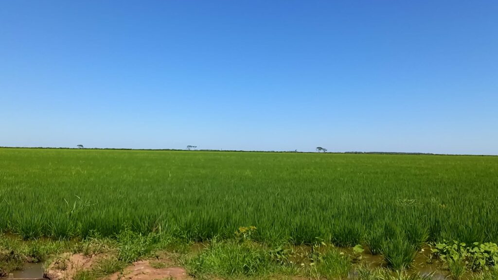 1220 ha Arrozal en Caazapá