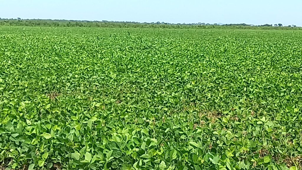 1220 ha Arrozal en Caazapá