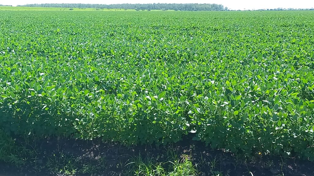1220 ha Arrozal en Caazapá