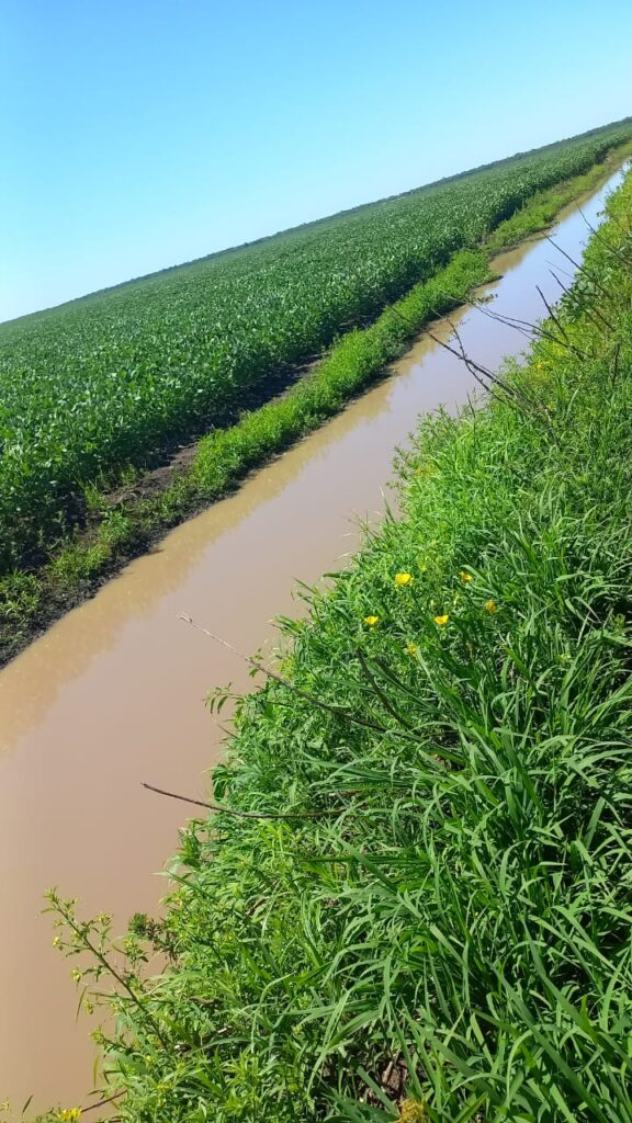 1220 ha Arrozal en Caazapá