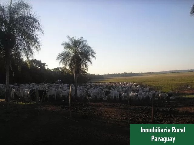 1403 ha en Santa Rita