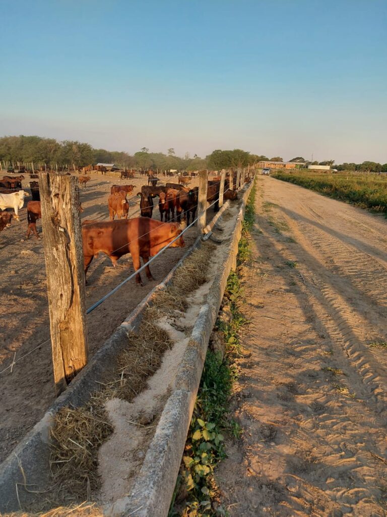 1500 ha Estancia formada en La Paloma