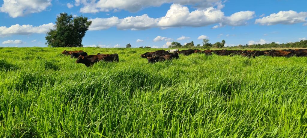 1500 ha Estancia formada en La Paloma