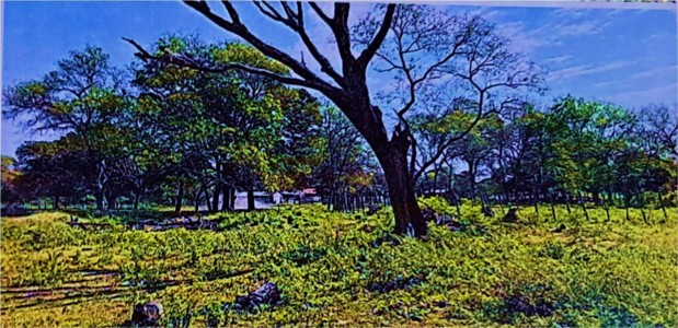 1613 ha Estancia formada en Montiel Potrero, Caapucú,Departamento Paraguarí.