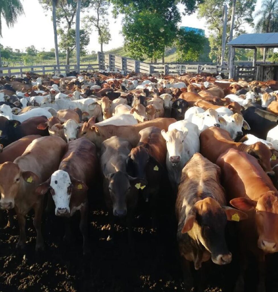 19703 ha Estancia en Bahía Negra Alto Paraguay