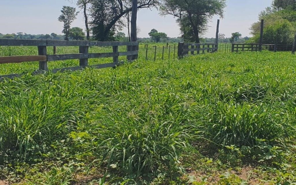 20000 ha Estancia Línea 1 en Bahía Negra