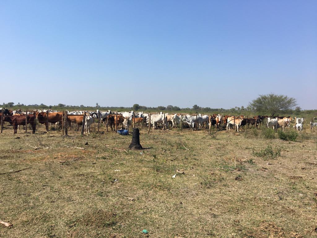 2024 ha Estancia Bajo Chaco