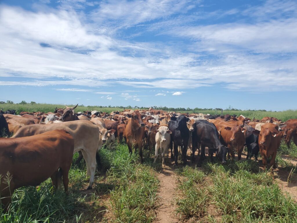 2070 ha Estancia Chaco Central