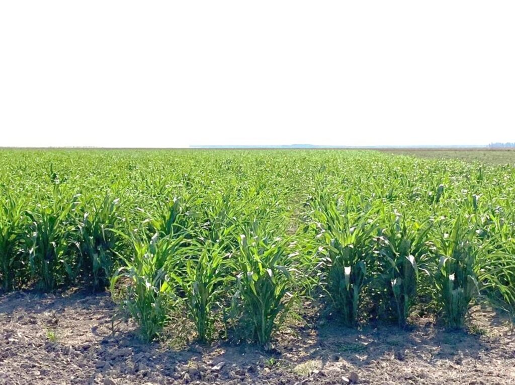 2385 ha Sojal S. Pedro del Paraná