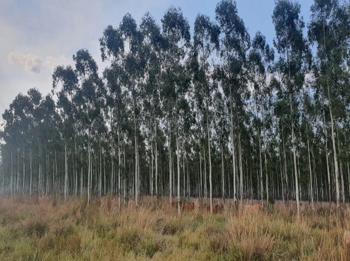 2385 ha Sojal S. Pedro del Paraná