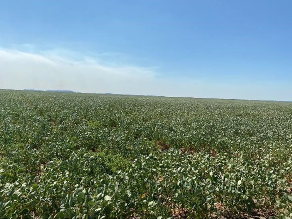 2385 ha Sojal S. Pedro del Paraná