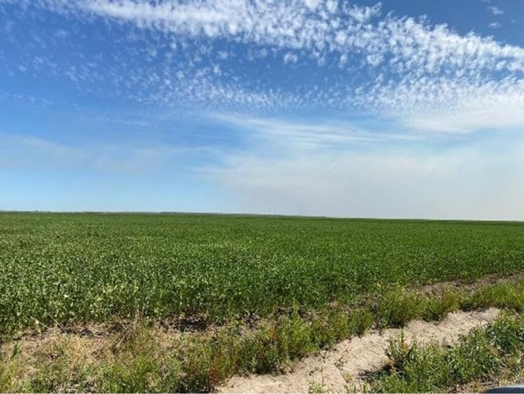 2385 ha Sojal S. Pedro del Paraná