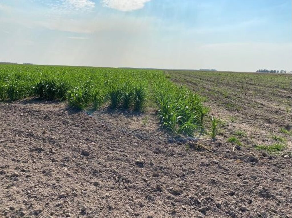 2385 ha Sojal S. Pedro del Paraná