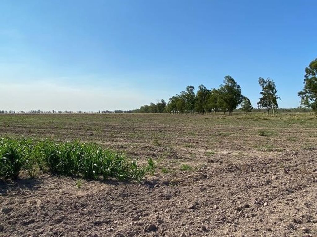 2385 ha Sojal S. Pedro del Paraná