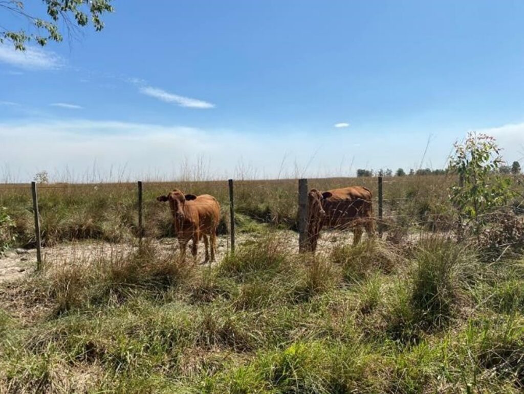 2385 ha Sojal S. Pedro del Paraná