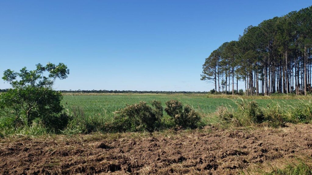 2400 ha San Pedro del Paraná