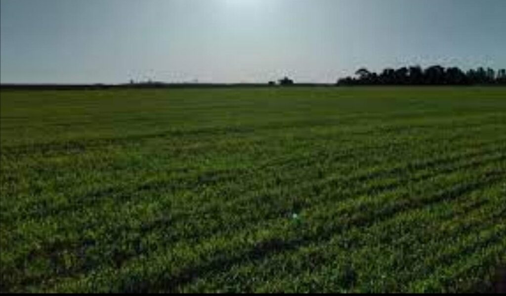 3000 ha Sojal en Alto Paraná