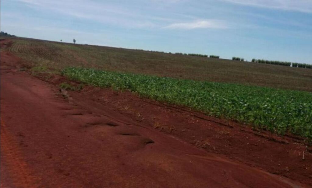 3000 ha Sojal en Alto Paraná