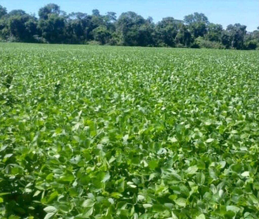 3000 ha Sojal en Alto Paraná