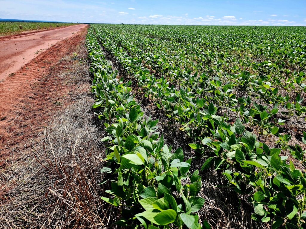 3000 ha Sojal en Alto Paraná