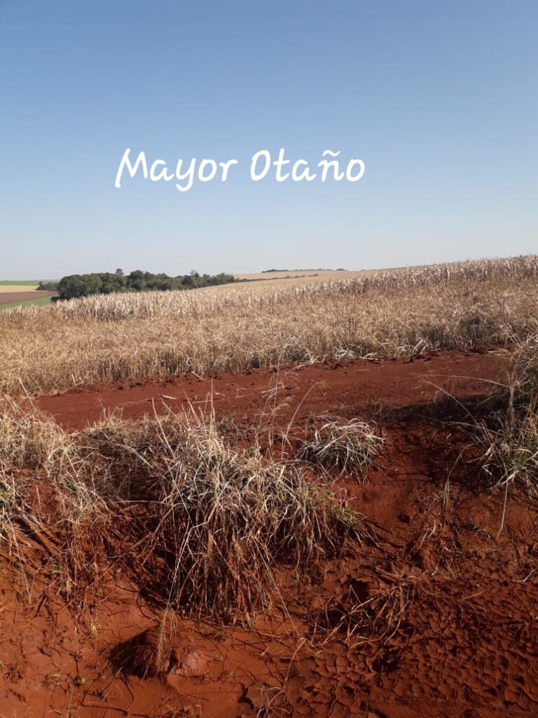 3800 ha agrícolas en Mayor Otaño