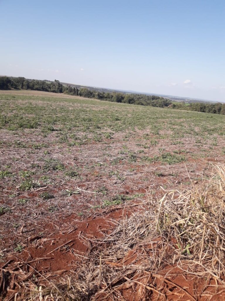 3800 ha agrícolas en Mayor Otaño