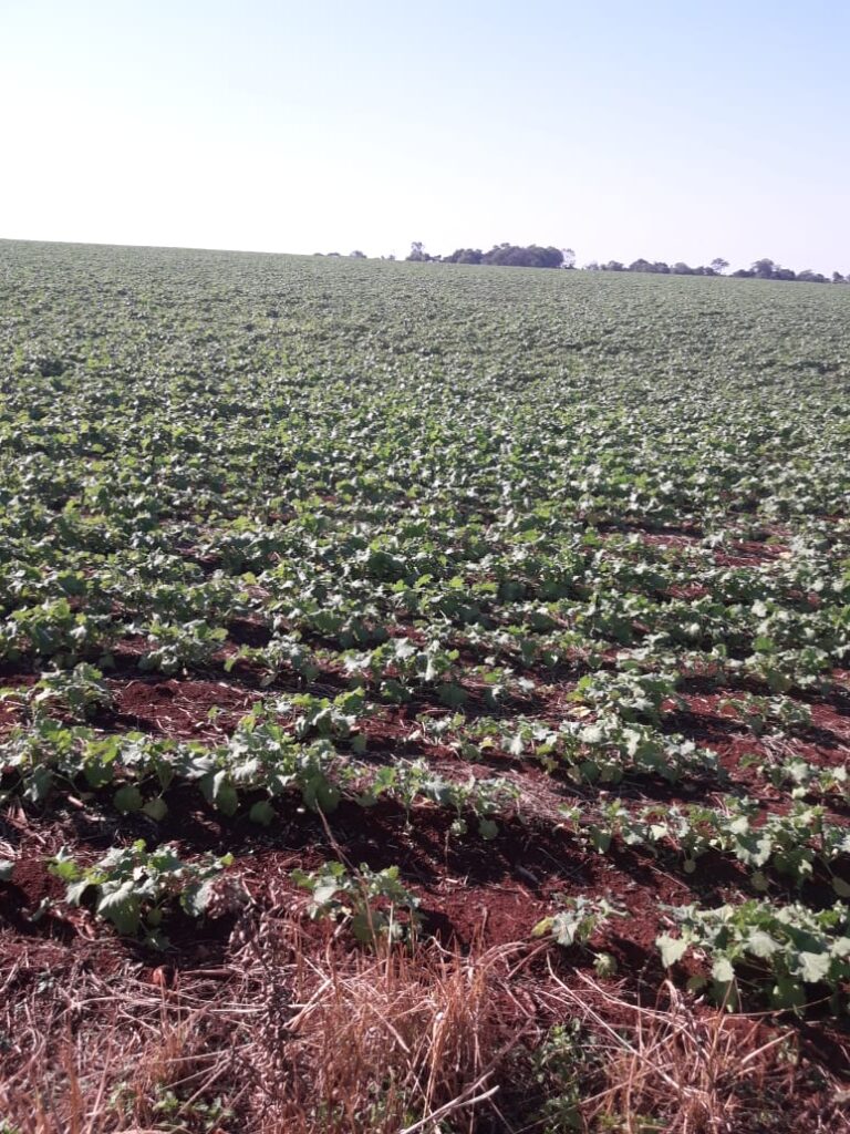 3800 ha agrícolas en Mayor Otaño