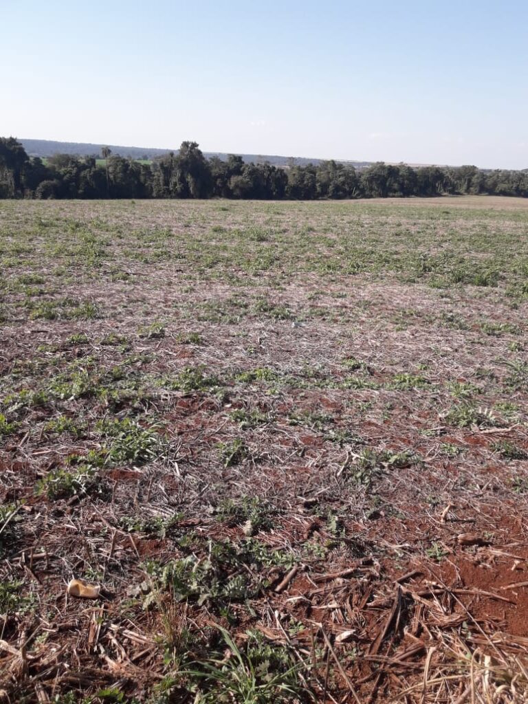3800 ha agrícolas en Mayor Otaño