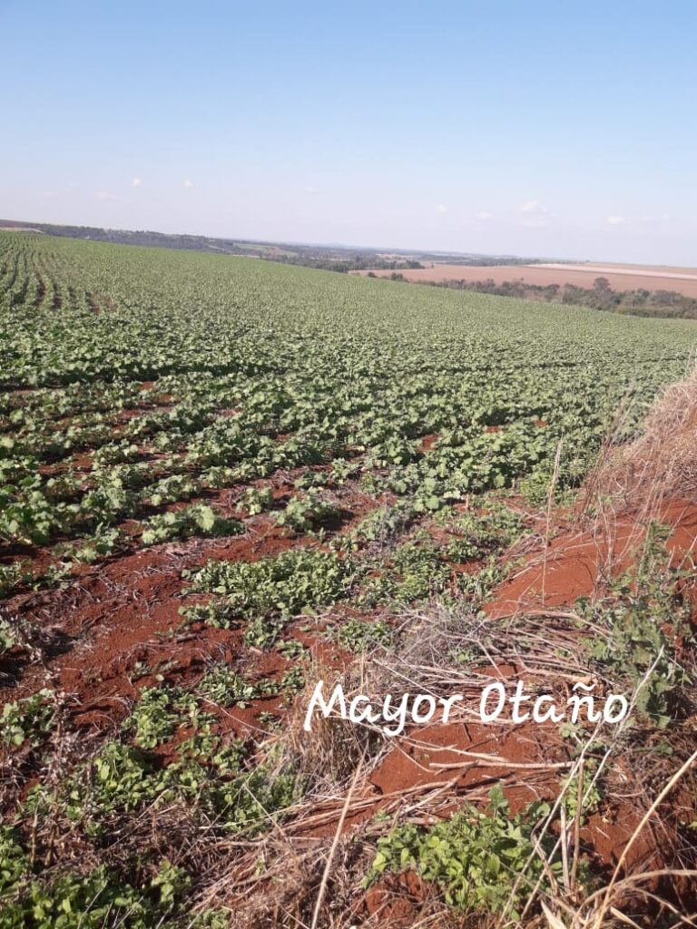 3800 ha agrícolas en Mayor Otaño